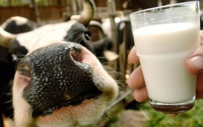 Safest to Skip the Raw Milk