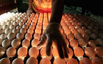 Egg Farm in Salmonella Outbreak Identified